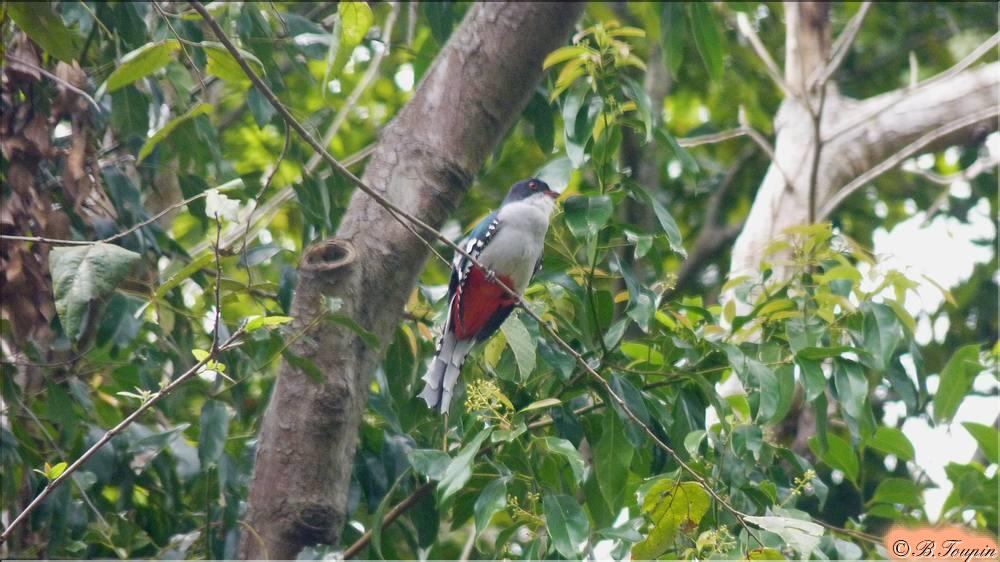 Le Trogon de Cuba (Priotelus temnurus), ou Tocororo